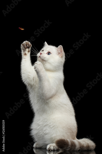 Playful British breed Cat White color with magic Blue eyes, stretched up, raising up paws, on Isolated Black Background photo