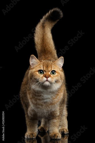 British breed Cat Gold Chinchilla color Standing with furry tail and Looking in Camera  Isolated Black Background  front view