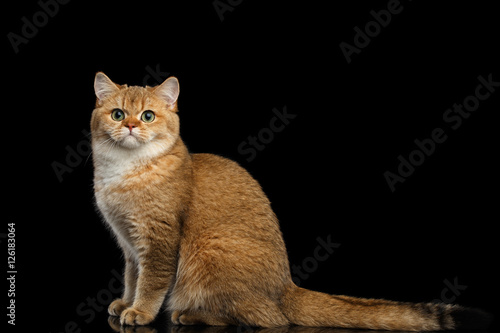 Furry British breed Cat Gold Chinchilla color Sitting and Looking in Camera, Isolated Black Background, Side view © seregraff