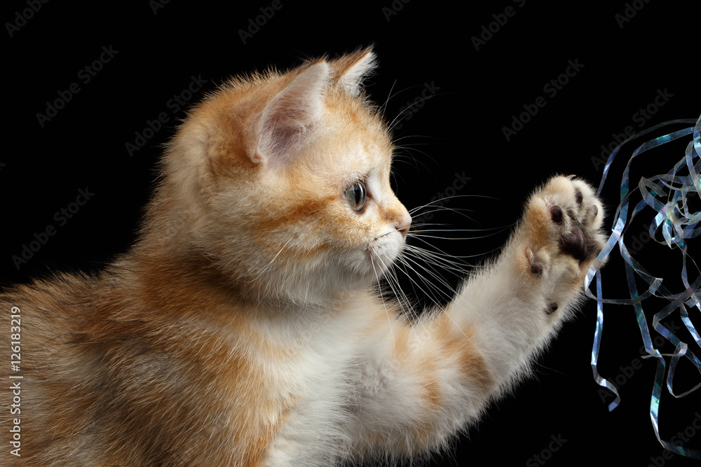 Close-up playful British breed Kitty Gold Chinchilla color with tabby, raising up paw, Isolated Black Background, Profile view