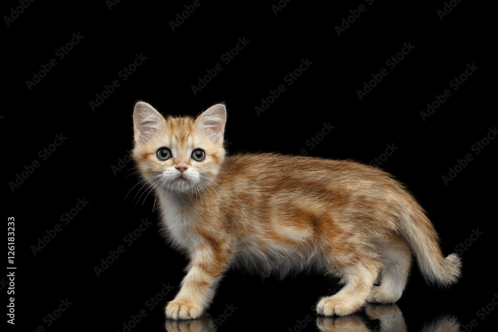 Cute British breed Kitty Gold Chinchilla color with tabby, Walking Isolated Black Background with reflection, Side view