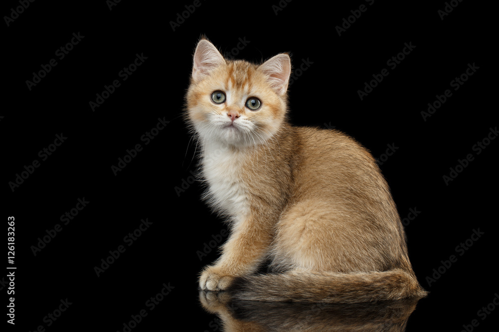 Cute British breed Kitty Gold Chinchilla color with tabby, Sitting Isolated Black Background with reflection, Side view Cute British breed Kitty Gold Chinchilla color with tabby, Sitting Isolated Black Background with reflection, Side view