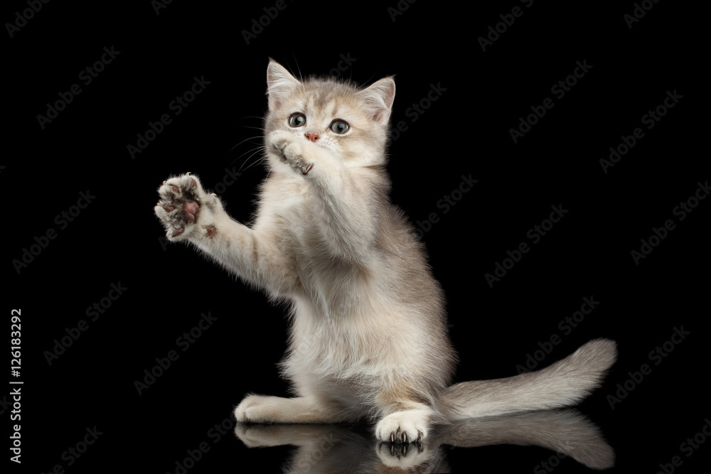 Playful British breed Kitty Beige color Sitting and stretched up on Isolated Black Background with reflection