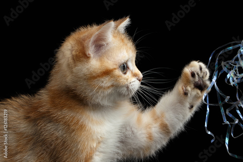 Close-up playful British breed Kitty Gold Chinchilla color with tabby  raising up paw  Isolated Black Background  Profile view