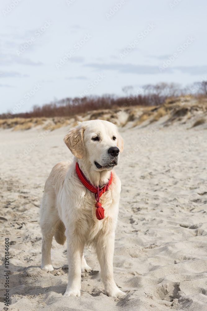 dog breed golden retriever playing in the sand on the beach of the Baltic Sea dog breed golden retriever playing in the sand on the beach of the Baltic Sea