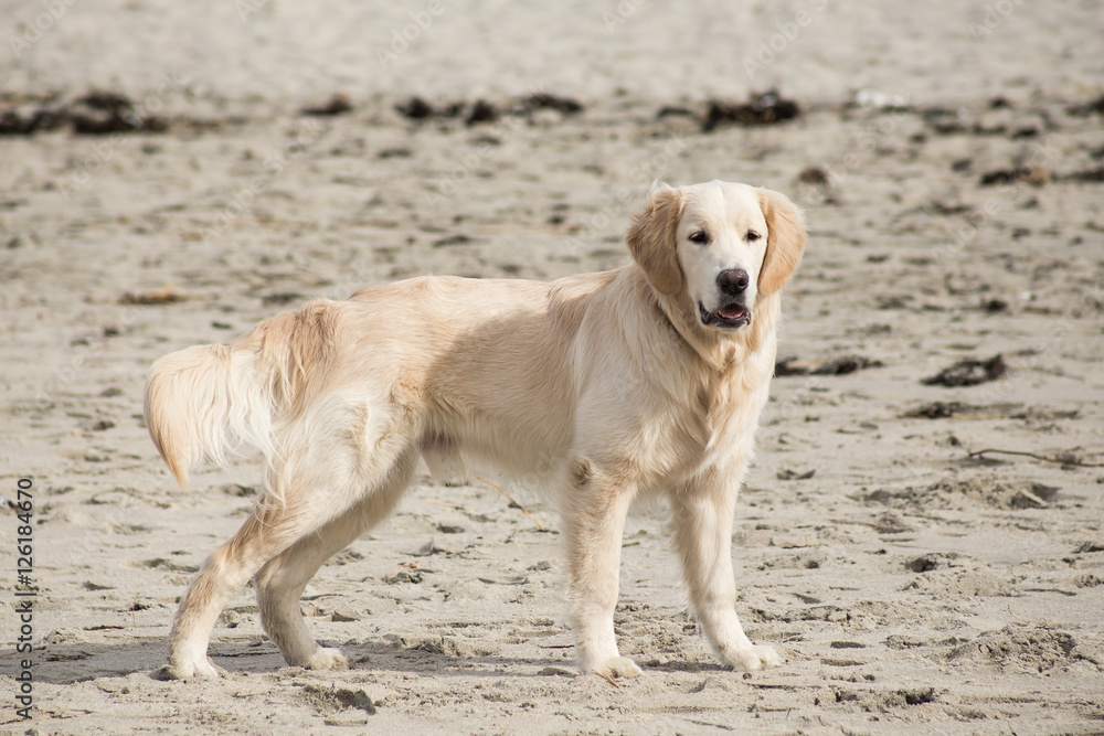 dog breed golden retriever playing in the sand on the beach of the Baltic Sea dog breed golden retriever playing in the sand on the beach of the Baltic Sea