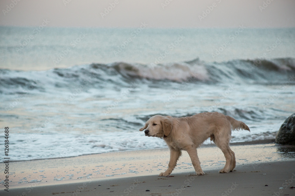 puppy golden retriever playing with the waves of the surf, the Baltic Sea