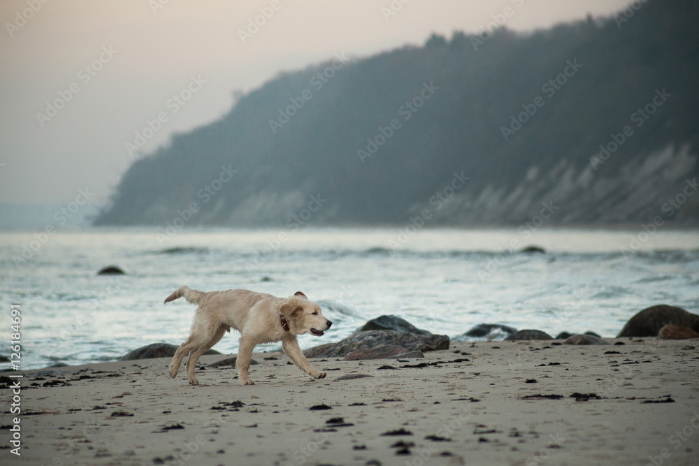 puppy golden retriever playing with the waves of the surf, the Baltic Sea