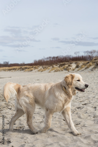 dog breed golden retriever playing in the sand on the beach of the Baltic Sea