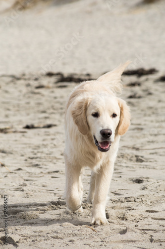 dog breed golden retriever playing in the sand on the beach of the Baltic Sea