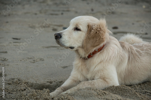 puppy golden retriever playing in the sand on the beach, Baltic Sea