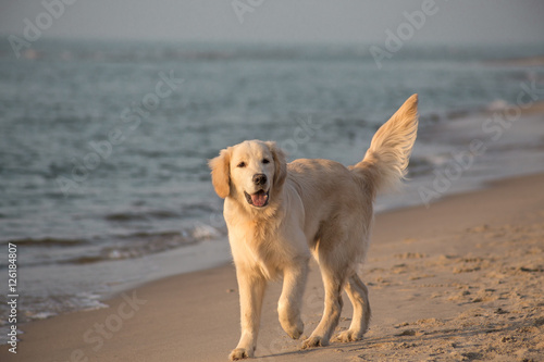 dog breed golden retriever playing in the sand, Baltic sea beach