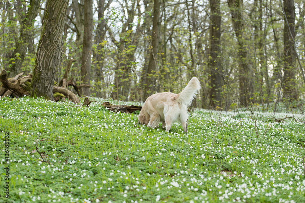 Obraz premium golden retriever on a flowers background, Anemones flowers on the green grass, spring forest