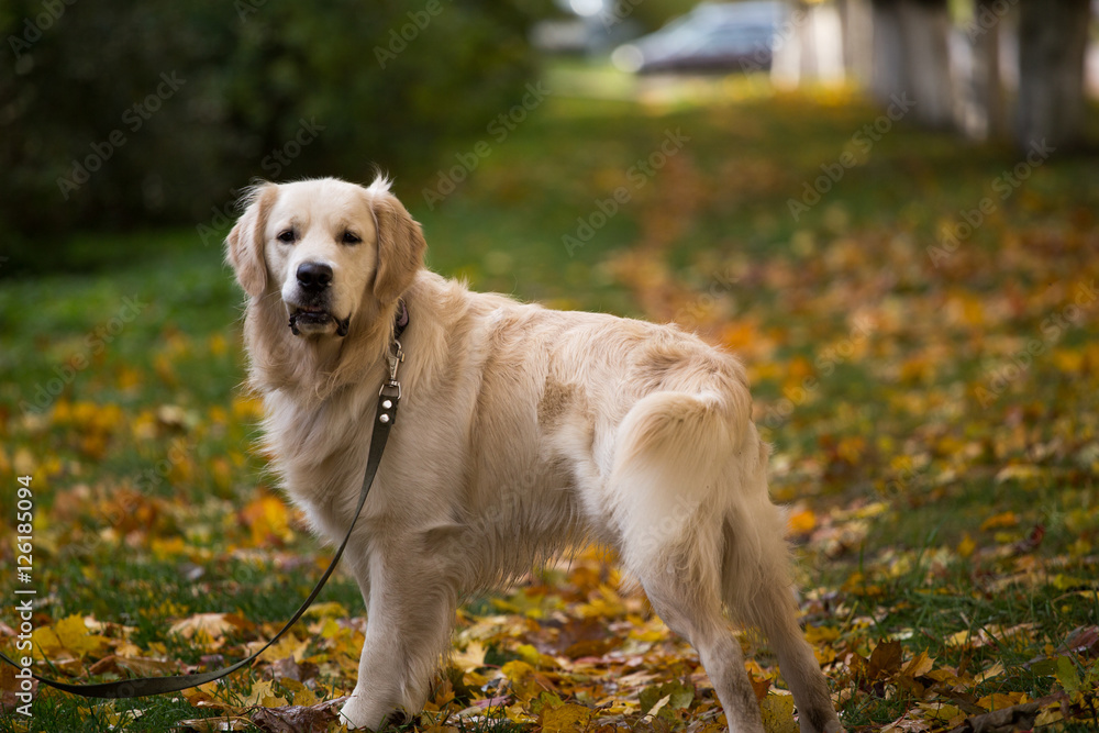 dog breed golden retriever playing on the background of autumn leaves yellow dog breed golden retriever playing on the background of autumn leaves yellow