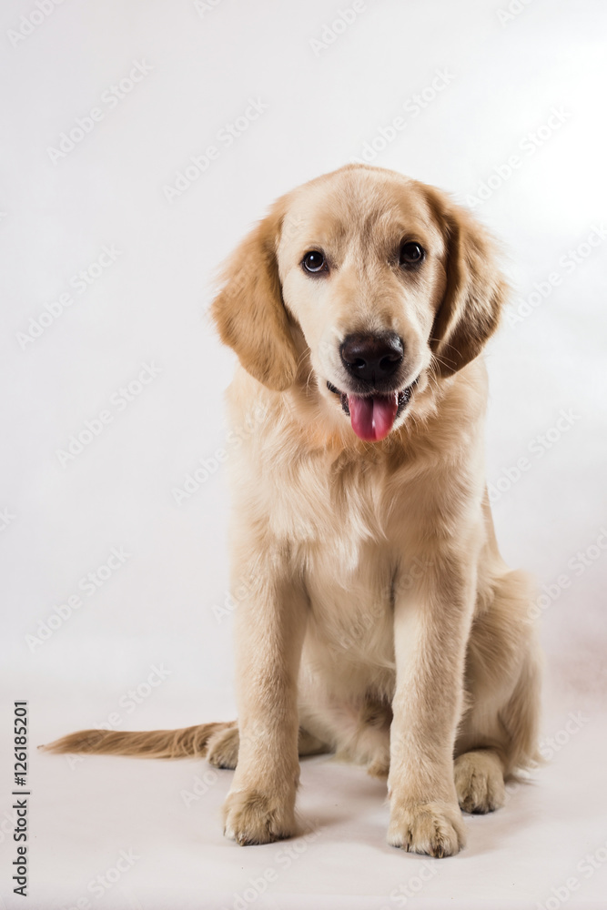 contorts face, sitting in the studio, white background contorts face, sitting in the studio, white background