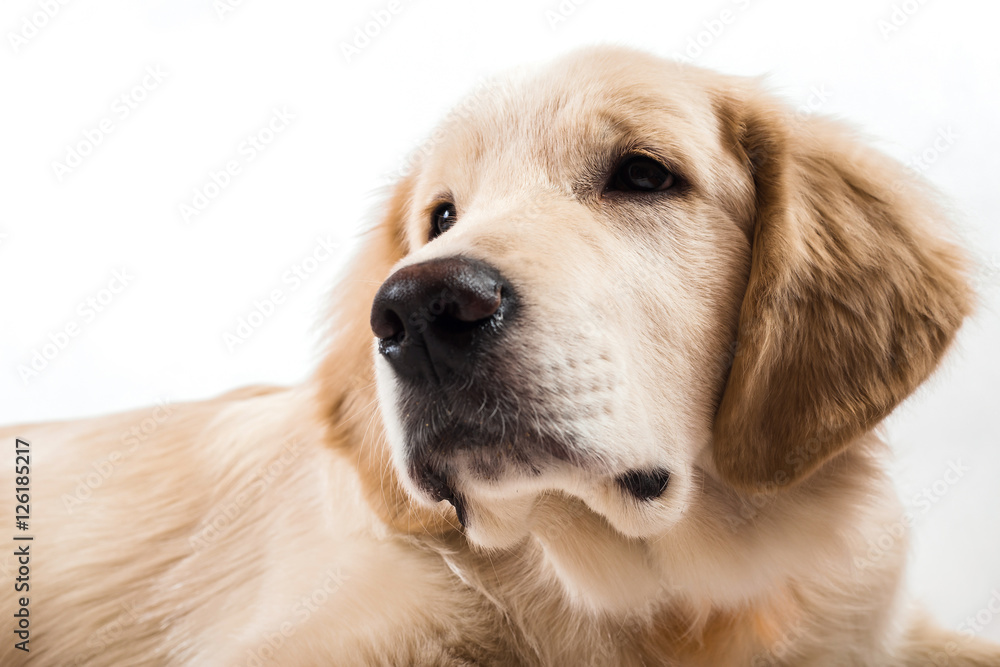 contorts face, sitting in the studio, white background