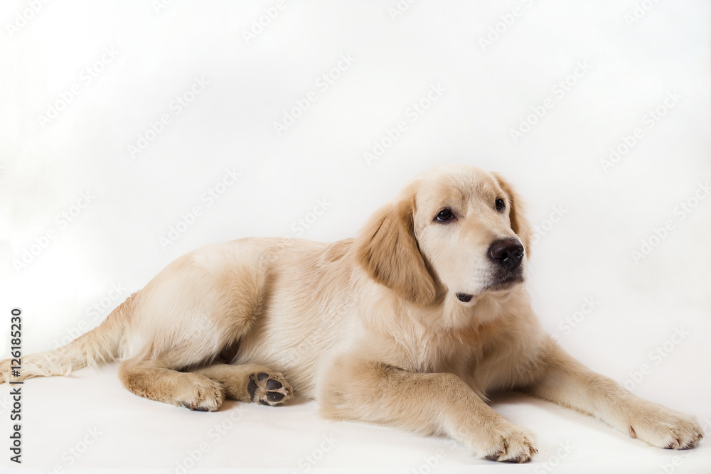 contorts face, sitting in the studio, white background contorts face, sitting in the studio, white background