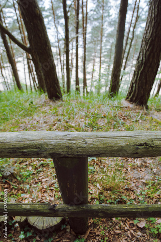 path in forest