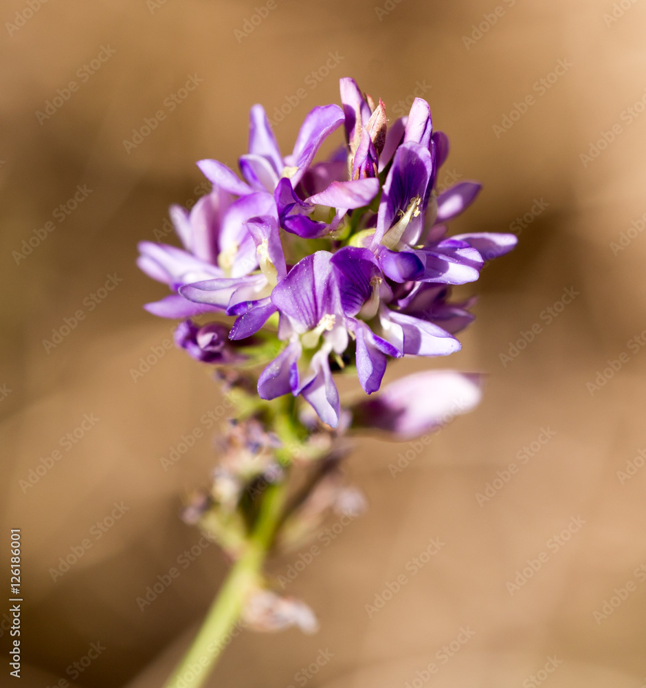 Fototapeta premium blue flower in nature