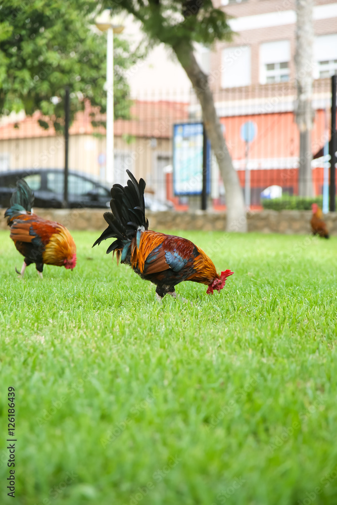 Fototapeta premium Spotted orange with black and green rooster walks in the Park.
