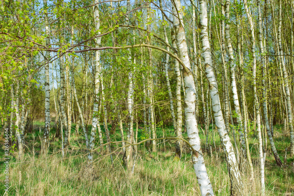 Obraz premium Zielony las