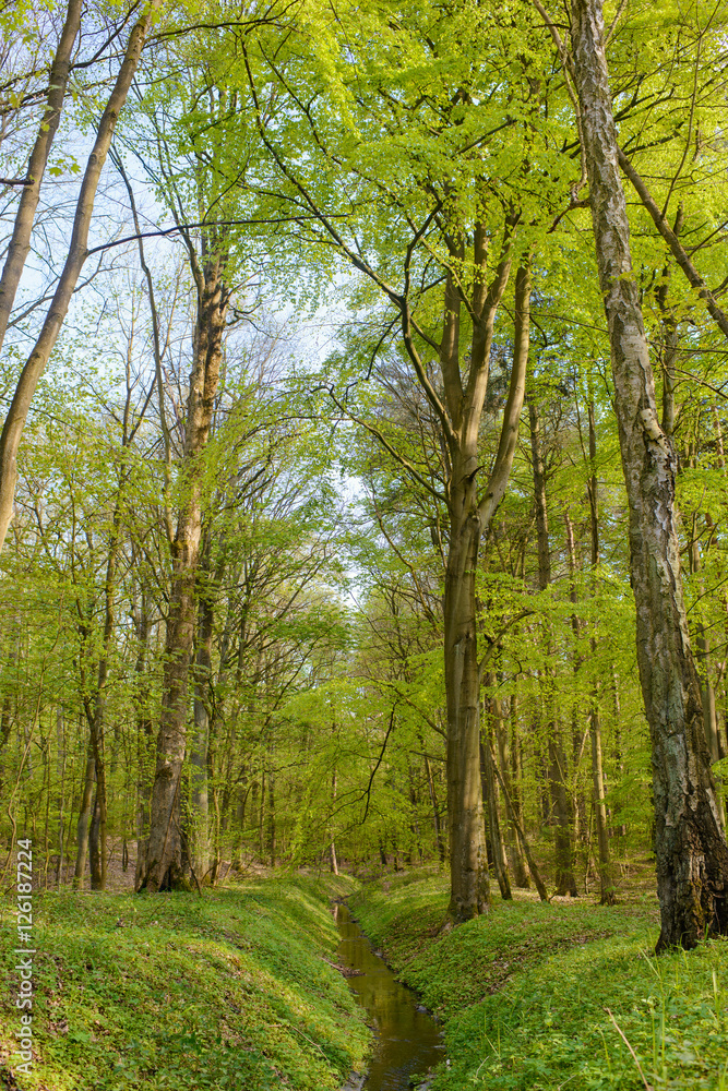 Fototapeta premium Rów wodny w lesie