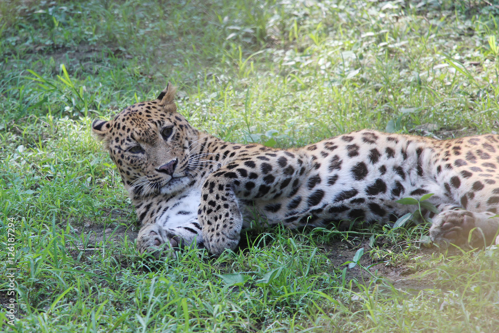 Panther. Now is resting time. Panther. Now is resting time.