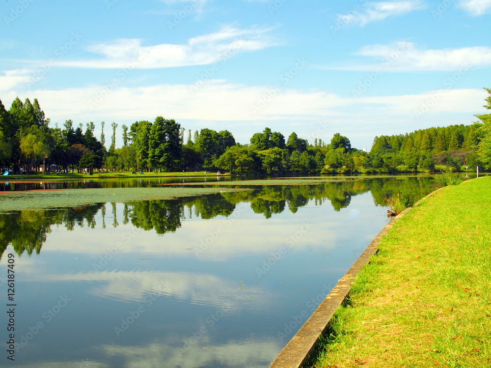 Fototapeta premium 対岸から見る水元公園風景