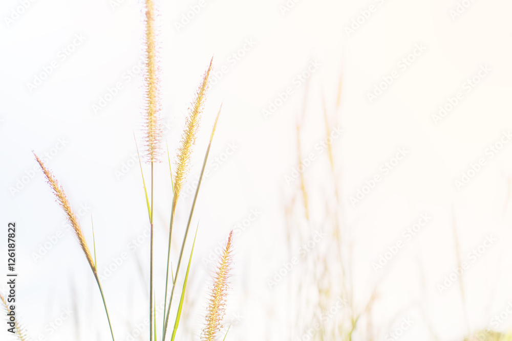 Feather grass flowers field Feather grass flowers field