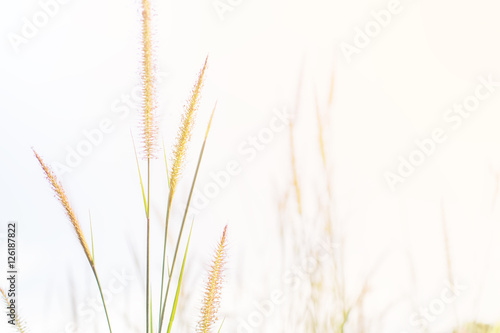 Feather grass flowers field