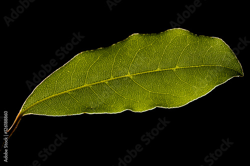 Green leaf against sunlight, Macro shot,