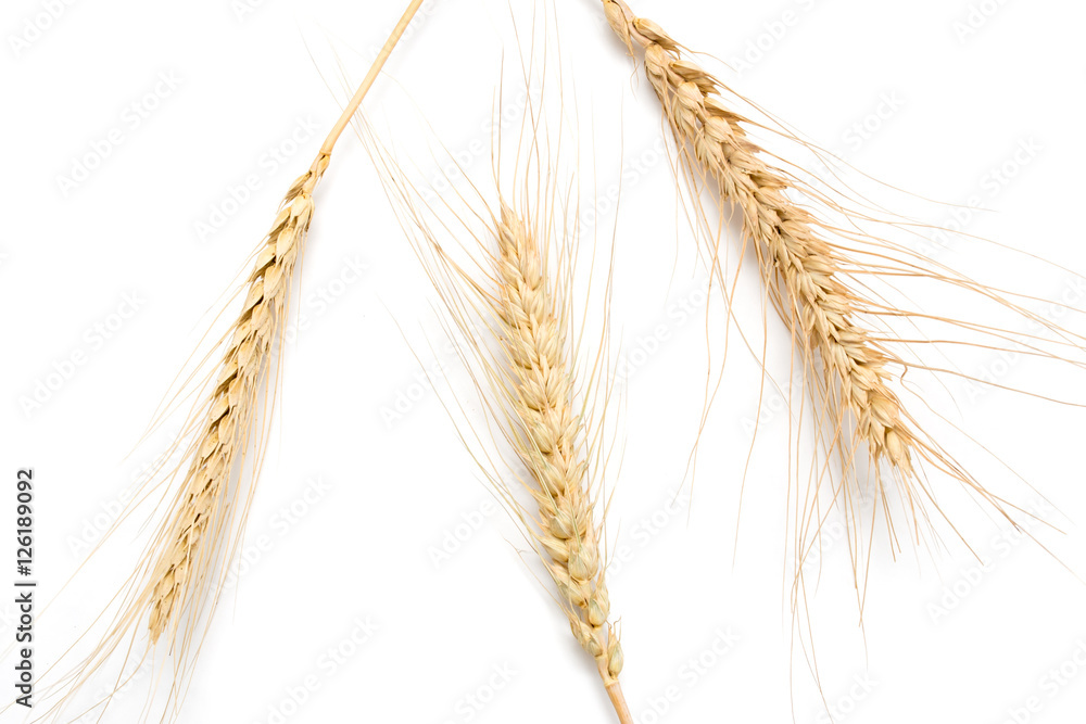 ears of wheat on a white background ears of wheat on a white background
