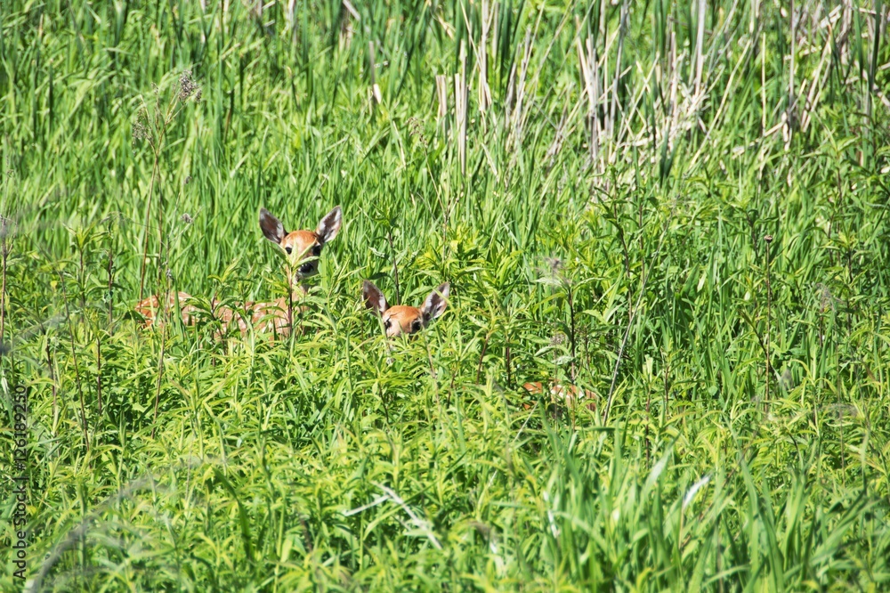 Fototapeta premium Two Hiding Fawns