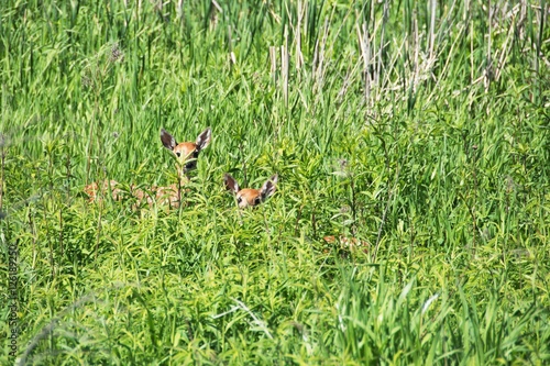 Two Hiding Fawns