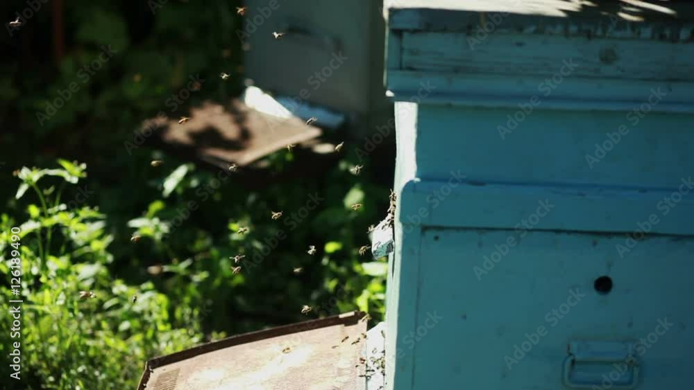 Apiary with bees Apiary with bees