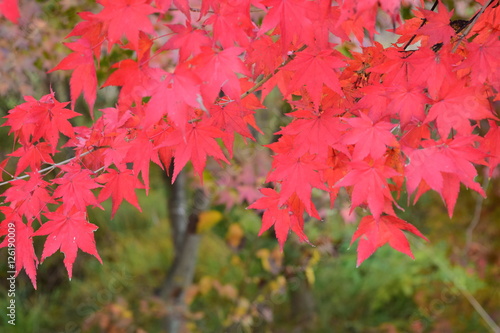                      autumn colors 