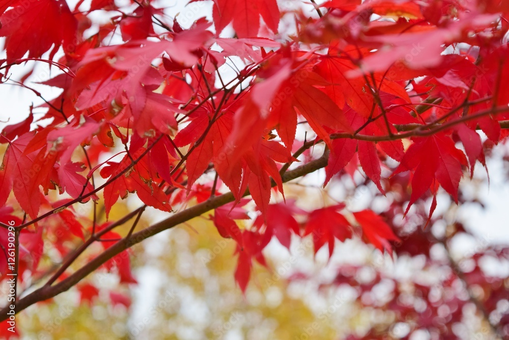 단풍든 잎/autumn color leaves