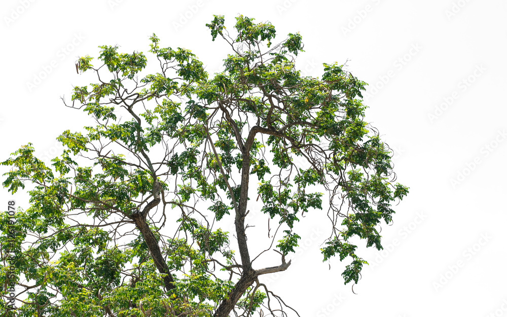 Tree and leaf green white background Tree and leaf green white background