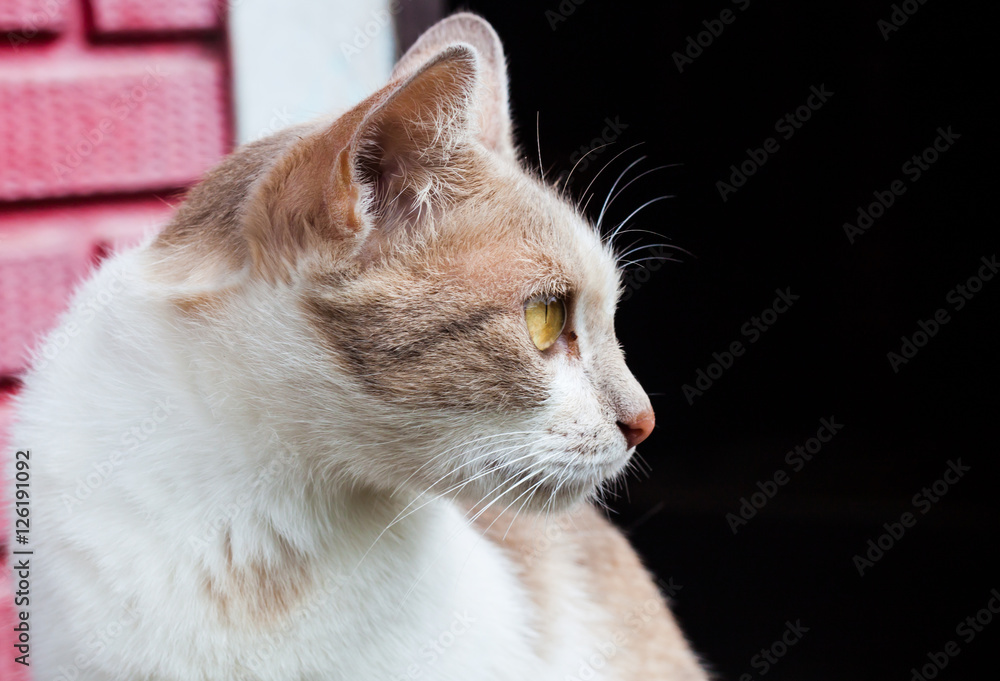 portrait of adult tabby cat