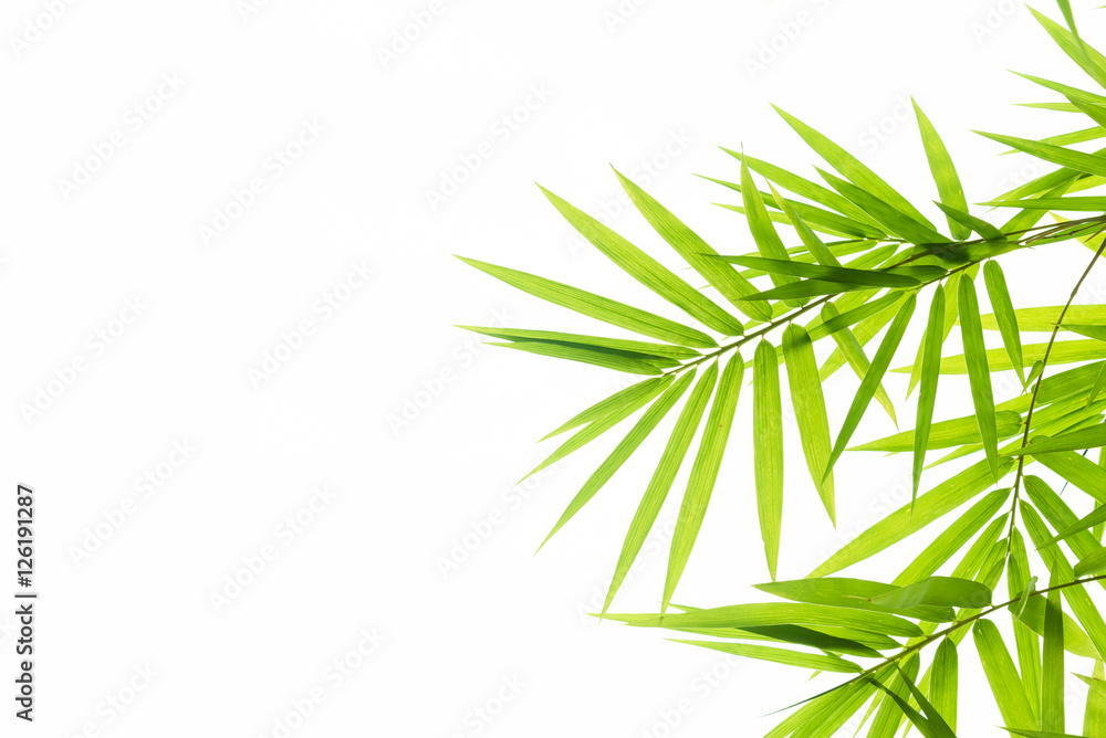 Fototapeta premium Bamboo leaves
