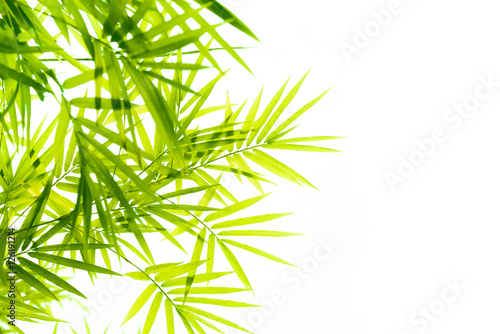 Bamboo leaves