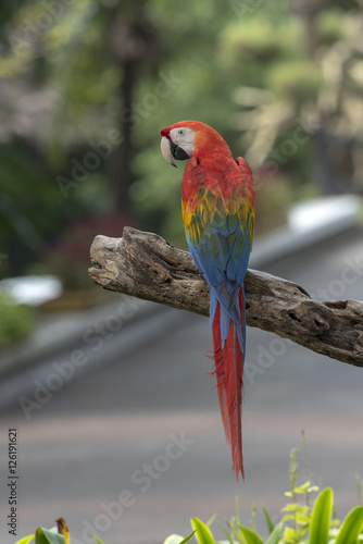 colorful Scarlet Macaw parrot 