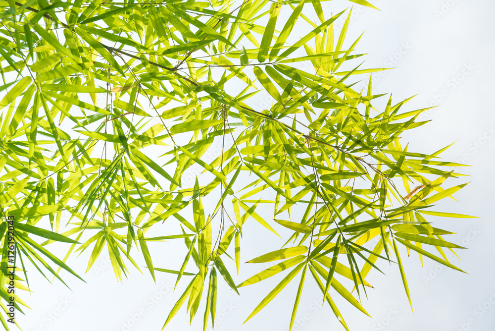 Fototapeta premium Bamboo leaves