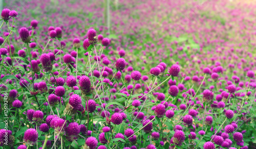 purple globe amaranth in the garden. (gomphrena globosa,  bachelor button)