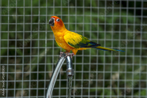 Beautiful Parrot, sun Conure , yellow parrot 