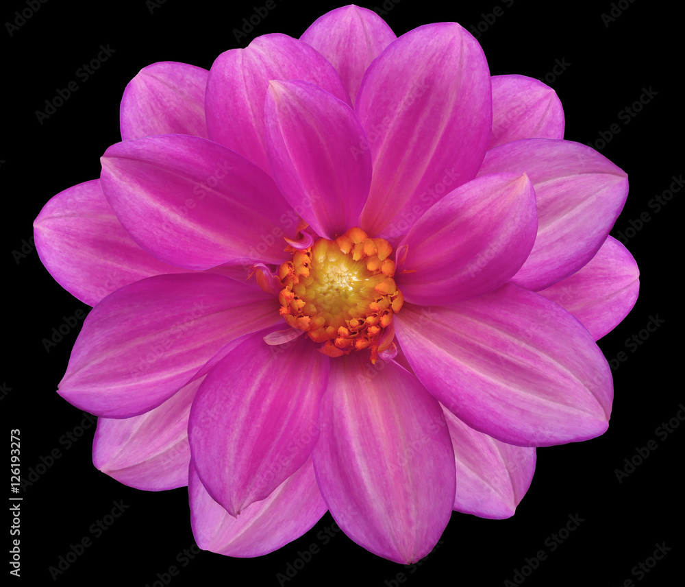 pink flower garden, black isolated background with clipping path. Nature. Closeup no shadows. yellow center. pink flower garden, black isolated background with clipping path. Nature. Closeup no shadows. yellow center.