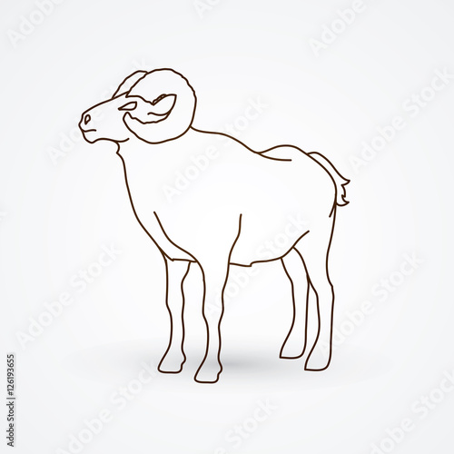 Sheep with big horn standing outline graphic vector.