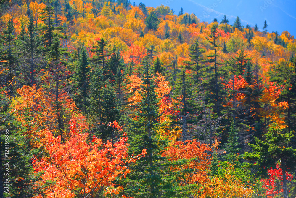 Fall foliage in White mountain national forest