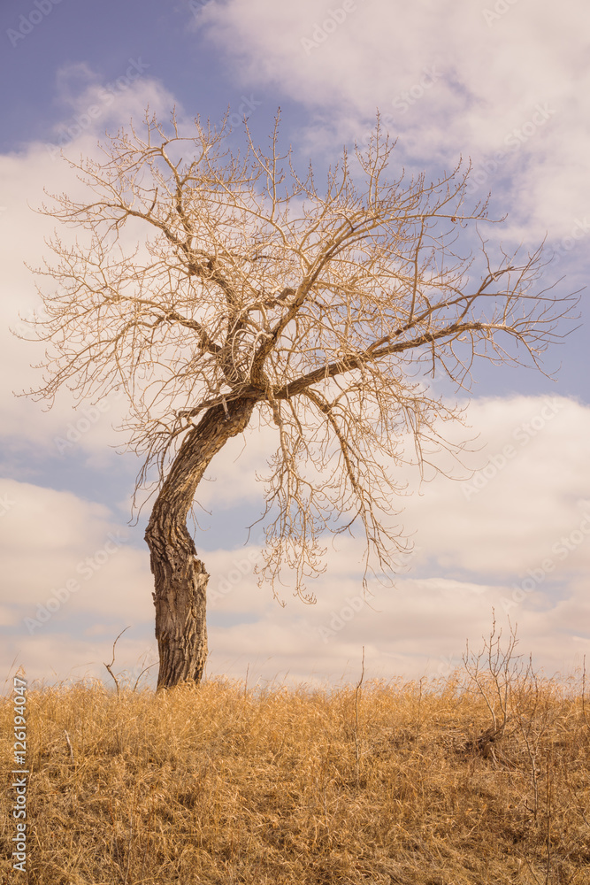Portrait Landscape of a Bent Tree in the Grassland Portrait Landscape of a Bent Tree in the Grassland