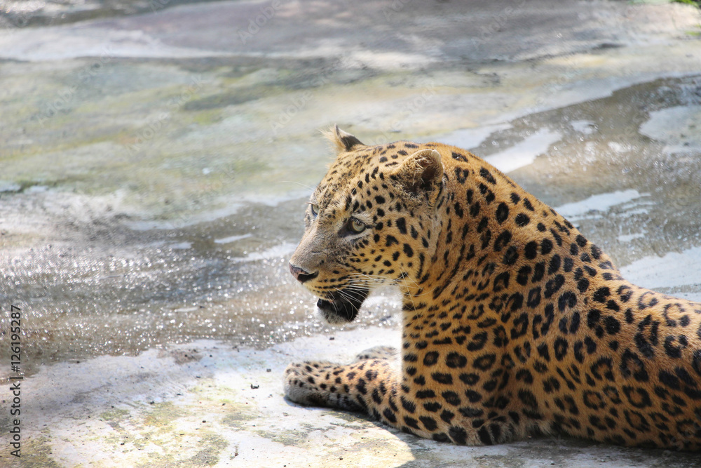 Obraz premium Portrait of a Panther. Close-up of face and torso of beautiful spotted Panther.